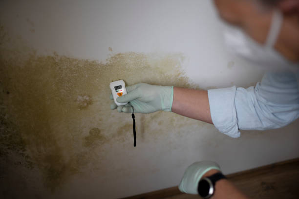 Best HVAC Mold Remediation in Paxton, IL