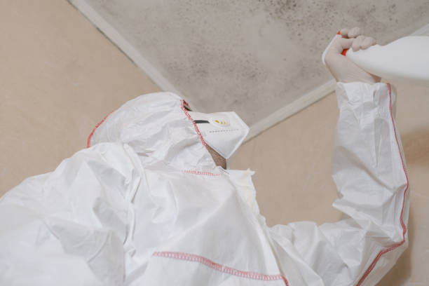 Best Emergency Mold Remediation in Paxton, IL