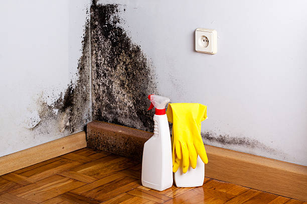 Best Mold Testing and Inspection Services in Paxton, IL