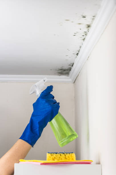 Best Bathroom Mold Remediation in Paxton, IL