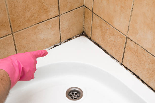 Paxton, IL Mold Remediation Company